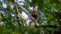 Amazing Discoveries of Unknown Animal Species Nature Documentary 360p Extraordinary Docume