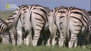 ‫وثائقي - الحياة البرية في كالاهاري HD‬‎