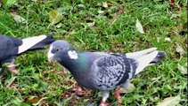 ADANA-Wammentauben 5, Adana Güvercinleri, Dewlap Pigeon, Wamduif