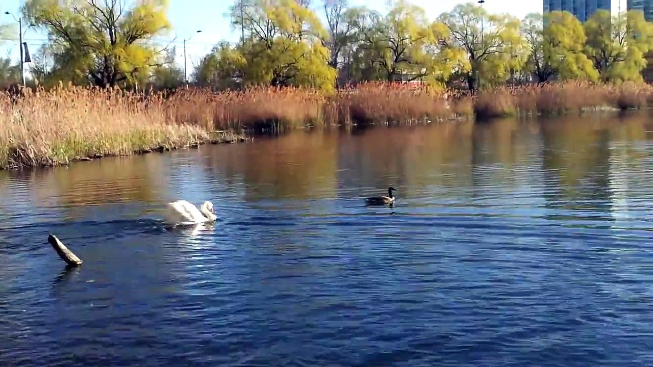 Canada Goose Vs. Trumpet Swan Vs. Dog in High P...