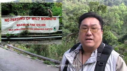 Monkey Hill, Kowloon, Hong Kong (with monkey sex)