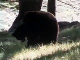 Secret Life of Black American Bear Discovery Animals Nature full documentary...!!!!