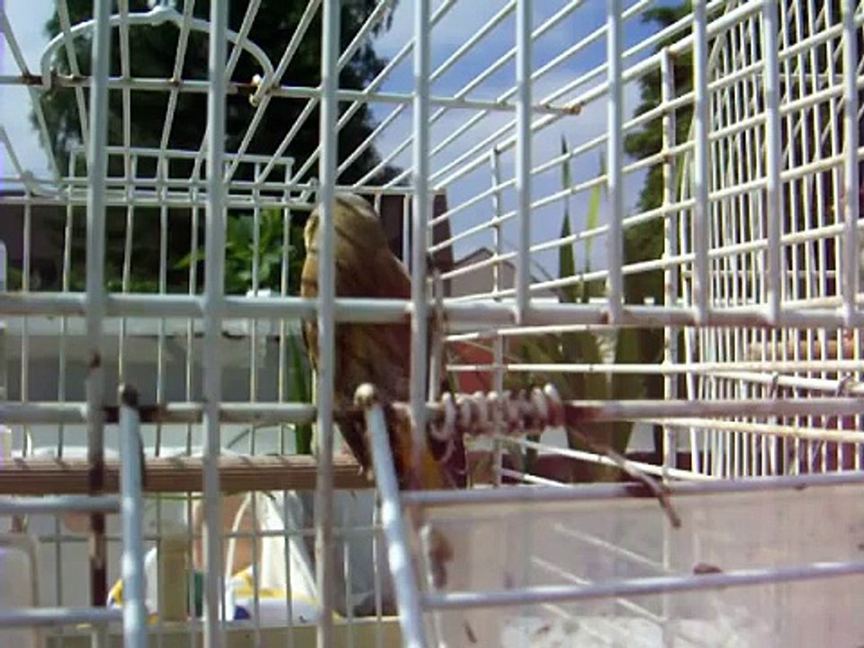 Saado Chardonneret Stieglitz Gardlina Saka Mischling