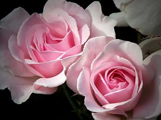 Santa Teresita del Niño Jesús