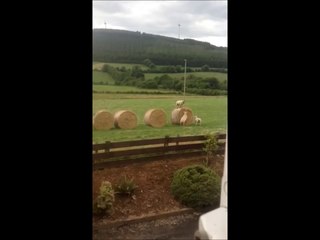 Lambs Entertain in Ireland