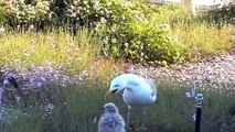 Lustige Vögel / Funny Birds / Lucerne Switzerland