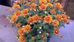 How to Grow Chrysanthemums