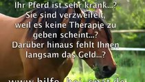 Pferd (Arthrose) - Hilfe bei Spat/Arthritis