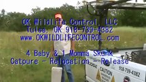 OK Wildlife Control company tulsa sand springs momma mom baby skunk capture relocation release