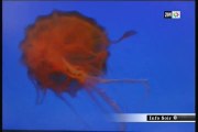 Les méduses attaquent les plages midéterranéennes  du maroc
