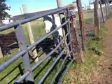 Horse flag tape - Marking Pasture Fences - Flagging Danger- Blind/Cribbing- Rick Gore Horsemanship