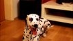 Dalmatian dog singing on Paul Potts