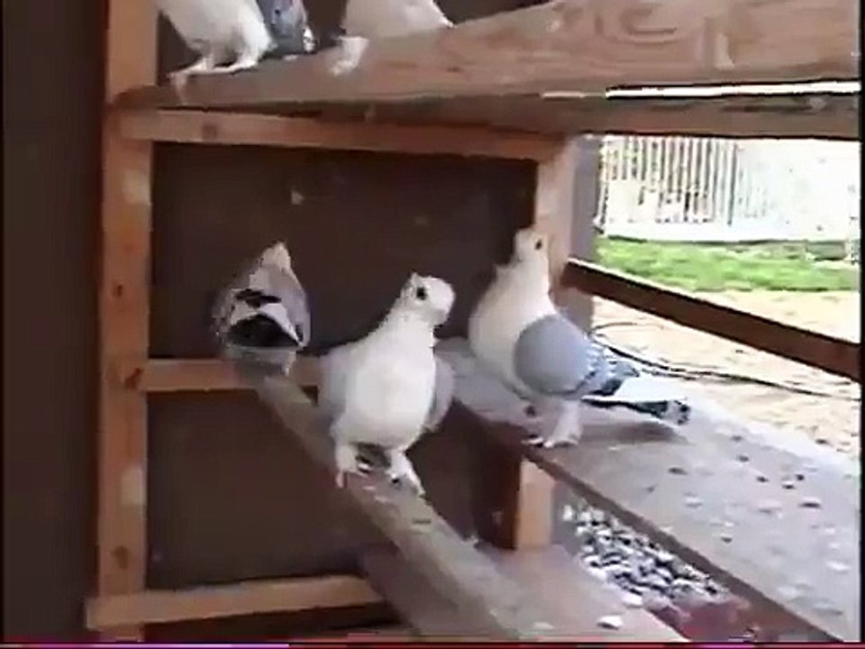 عشقي حمام 9