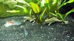 African Dwarf Frogs Feeding, Swimming, Surfacing