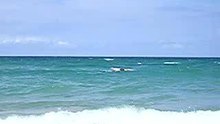 Daddy learning to surf