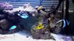 4' reef aquarium under 2x 90w cree LED lights