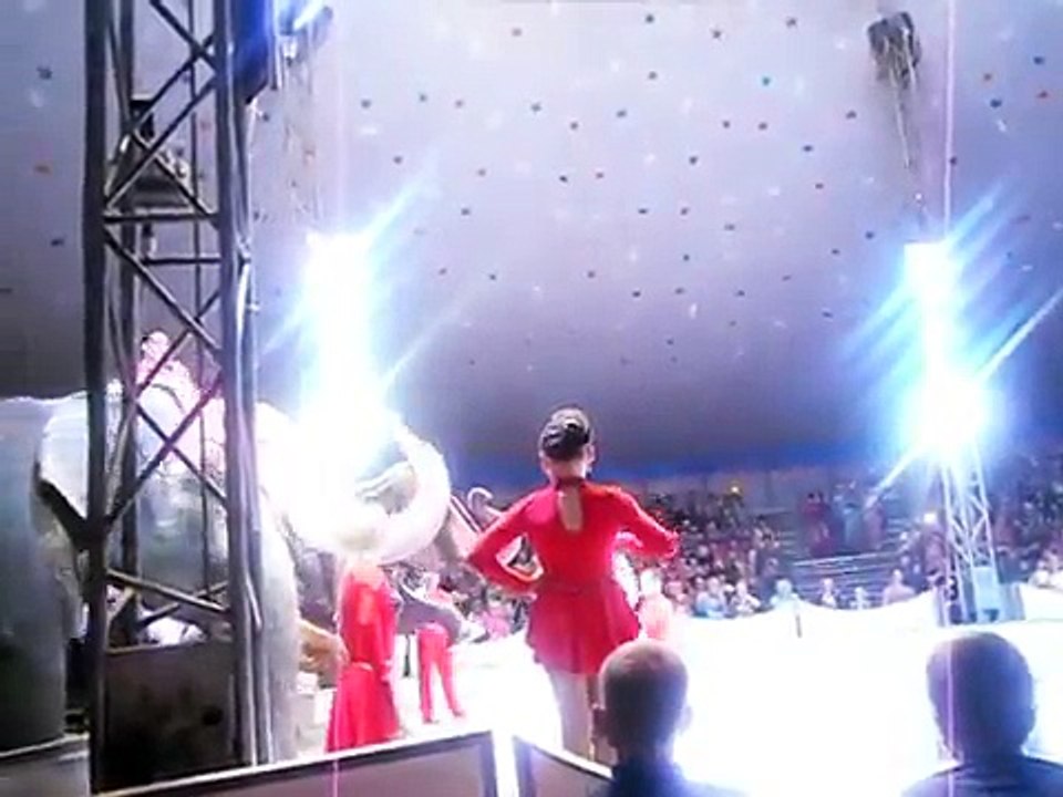 Mira cómo estos dos elefantes ayudan a su compañero que se cayó en acto de circo