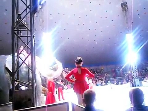 Mira cómo estos dos elefantes ayudan a su compañero que se cayó en acto de circo