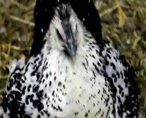 صوت الدجاجه الحاضنه على البيض