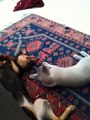 Cat bites Dog (Burmese and Australian Kelpie)