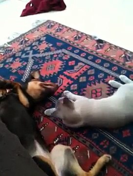 Cat bites Dog (Burmese and Australian Kelpie)