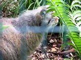 Manul Manni eating poultry