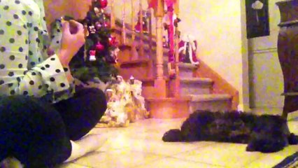 Bruno performing some of his favourite tricks!