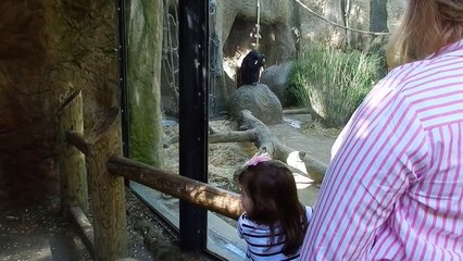 chimpanzee in Sacramento ZOO ,шимпанзе Зоопарк Сакраменто