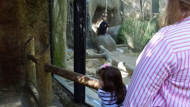 chimpanzee in Sacramento ZOO ,шимпанзе Зоопарк Сакраменто