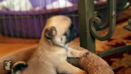 Silly Little Pug Puppy Loves His Bed