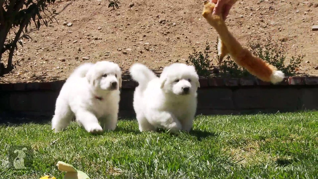 The Fluffiest Great Pyrenees Puppies Ever