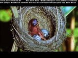 Junger Kuckuck stemmt Eier aus dem Nest eines Drosselrohrsängers