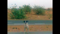 UAE rescued .SOS for Emirates Dogs