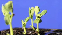 Seed germination to growth time lapse