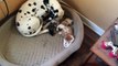 Dalmatian Adopts Foster Kittens as Her Own