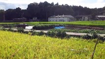 A walk through rice fields in Wazuka town, Japan