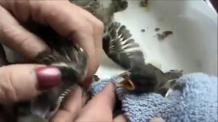 feeding baby sparrows