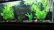 Aquarium room - 75, 40, & 29 gallon fish tanks