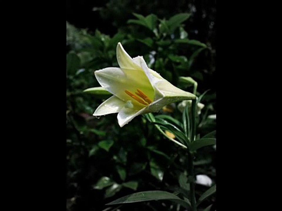 Rutter Requiem - Pie Jesu
