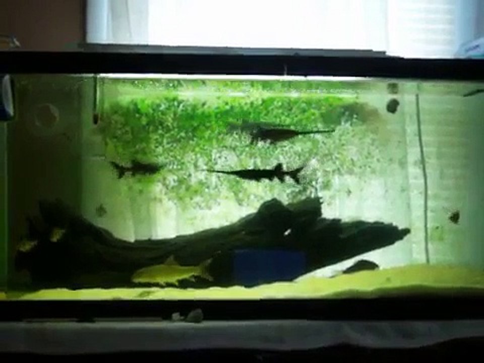 Paddlefish (Polyodon spathula)