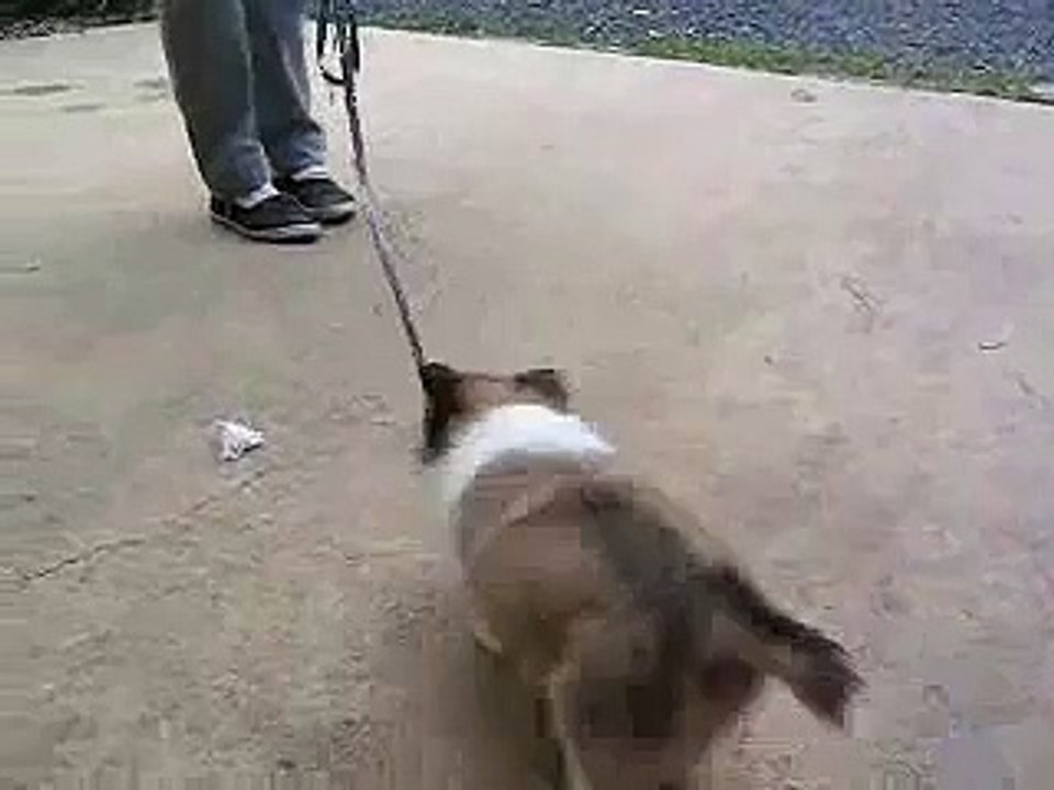 Chase playing with his leash
