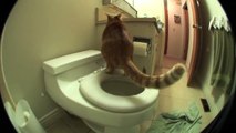 Marmalade The Cat Uses The Toilet And Flushes When He Is Done!!