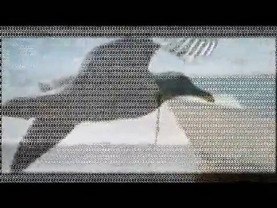 Gaviota - Gaviota  ***  COSTA RICA - MUSICA