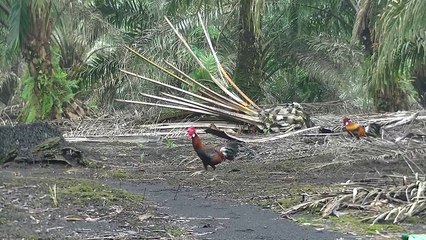 Ayam Hutan 32