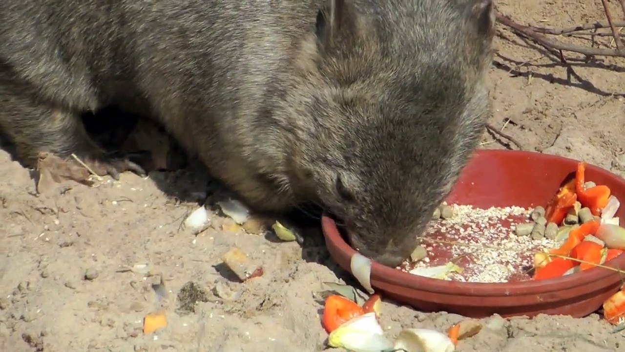 Wombat frisst