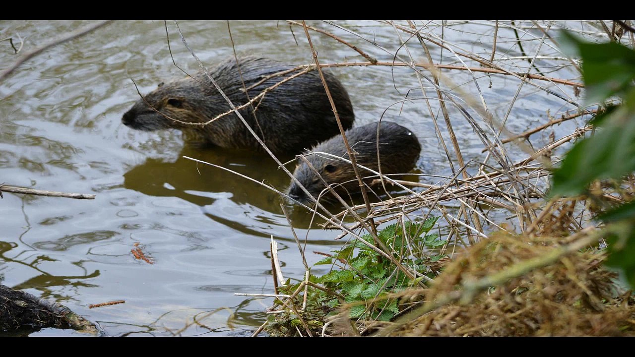 riw4you - Nutrias am Nidda-Altarm "eingefangen" mit der NIKON D3200 & Nikkor 55-300 mm