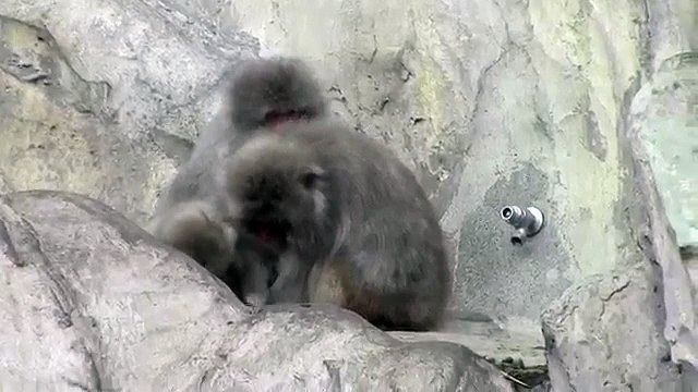 Animal Video 2014 - Was angry If you hug a mom baby monkey while scared.