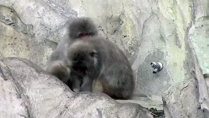 Animal Video 2014 - Was angry If you hug a mom baby monkey while scared.