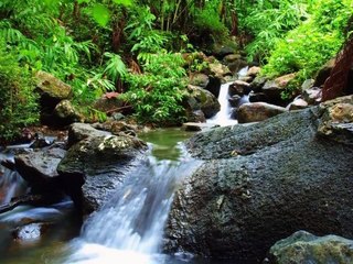 Save the Amazon Rainforest