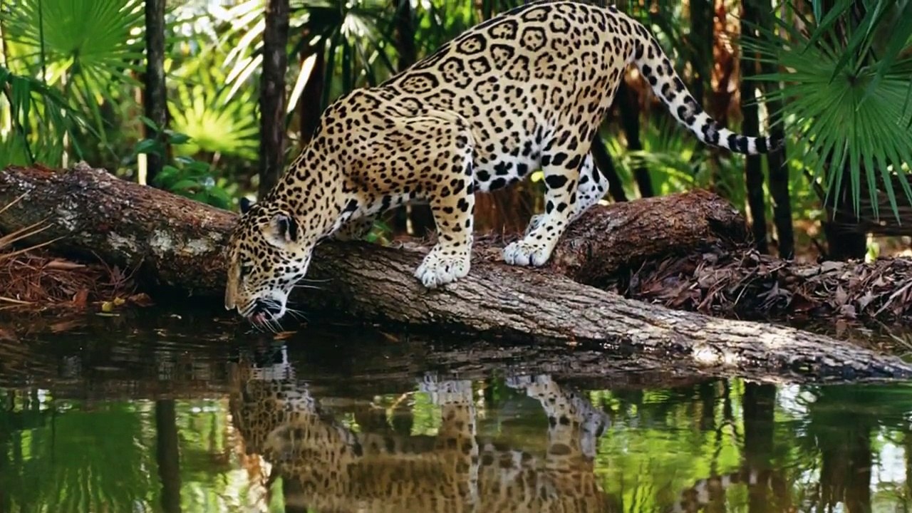 Amazing Animals